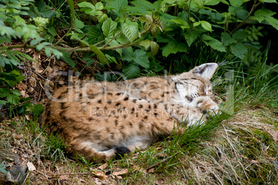 Luchs