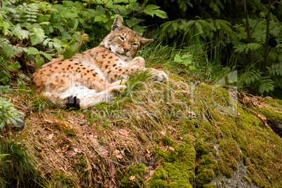 Luchs