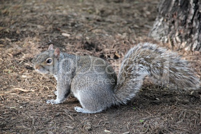 cute squirrel