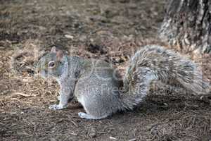 cute squirrel