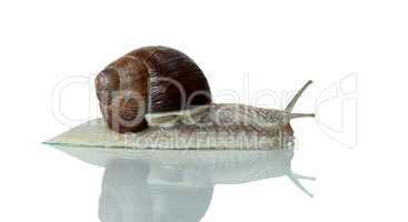 loonely snail