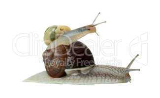 teamwork of two snails