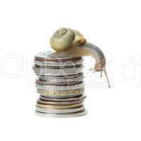 snail on money