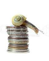 snail on top of coins