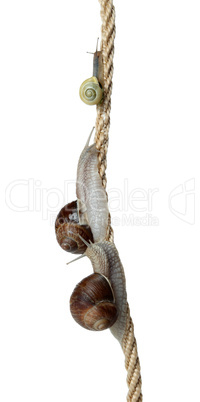race of snails two climb a cord