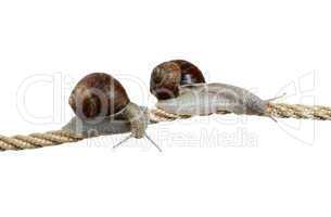 high-flying snails