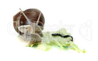 snoopy snail