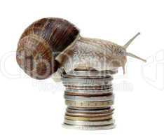 snail with coins
