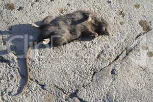 Killed the rat