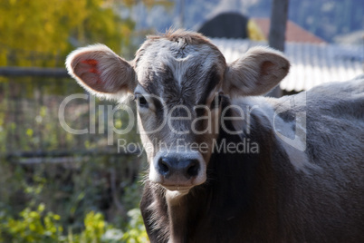 Calf