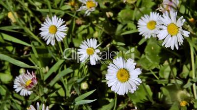 European Oxeye Daisy (Leucanthemum vulgare, Asteraceae), Margarita pequeña Europea