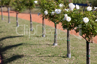 background of beautiful roses in the garden