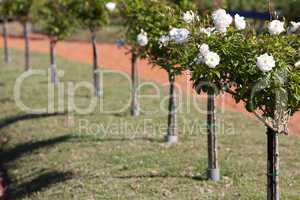 background of beautiful roses in the garden