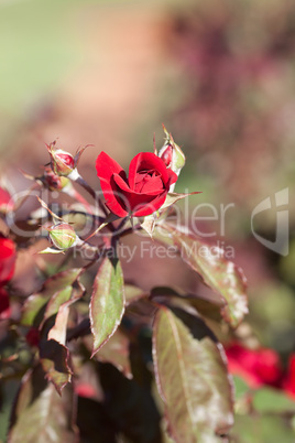 background of beautiful roses in the garden