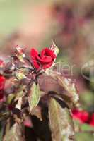 background of beautiful roses in the garden