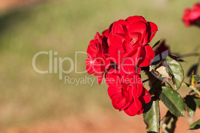 background of beautiful roses in the garden