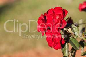 background of beautiful roses in the garden