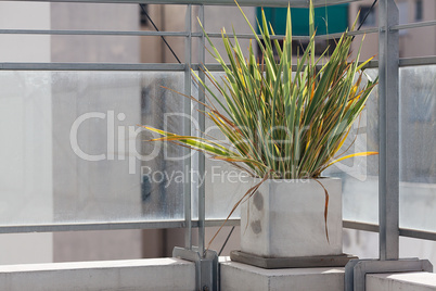 Ficus in a pot on the roof home