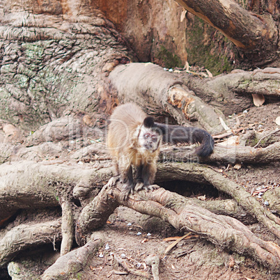 monkeys against a large tree roots in the zoo