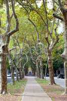 beautiful avenue of plane trees