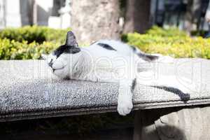 portrait of a street cat outdoor