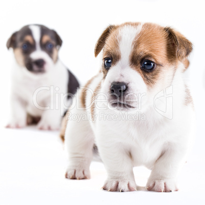 Two brother Jack Russel puppies