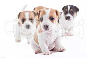 Jack Russel puppies