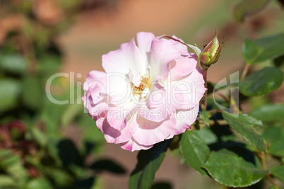 background of beautiful roses in the garden