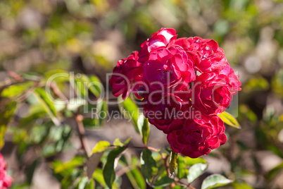 background of beautiful roses in the garden