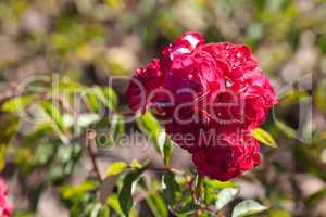 background of beautiful roses in the garden