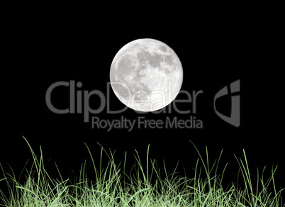 Green grass meadow