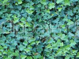 Ivy leaves