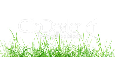 Green grass meadow