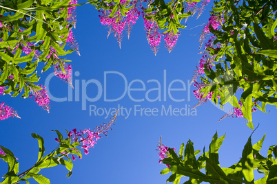 Purple Alpine Fireweed