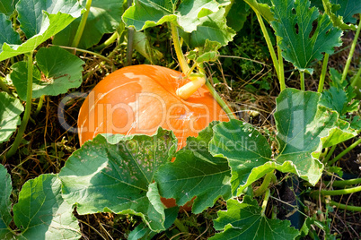 Growing pumpkins in a field