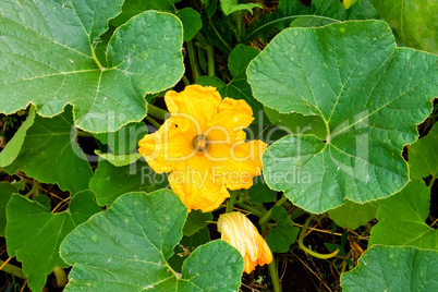Pumpkin field yellow flower