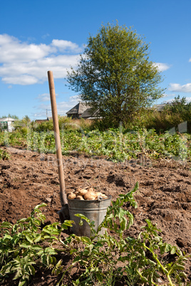 Harvesting Potatoes