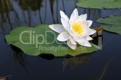 White water lily