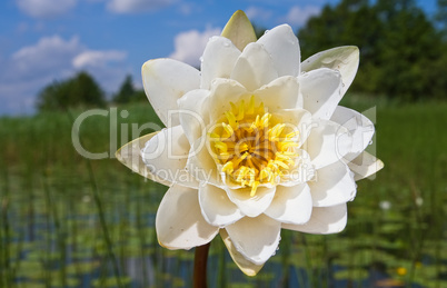 White water lily