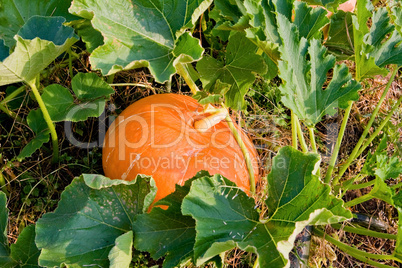 Growing pumpkins in a field