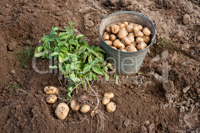 Harvesting Potatoes