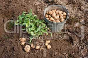 Harvesting Potatoes