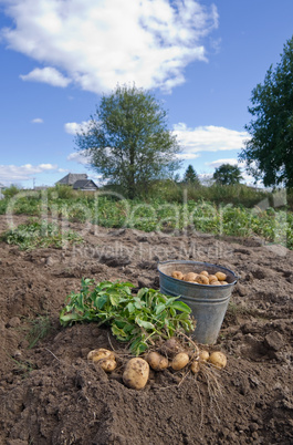 Harvesting potatoes