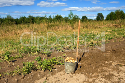 Harvesting potatoes