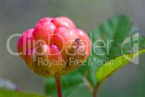 Cloudberry on a green unfocused background in wood. Fresh wild f