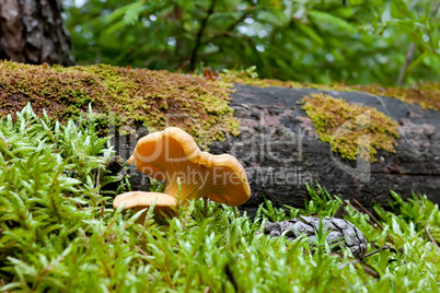 Chanterelle in the forest