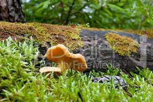 Chanterelle in the forest