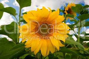 Sunflower during summer