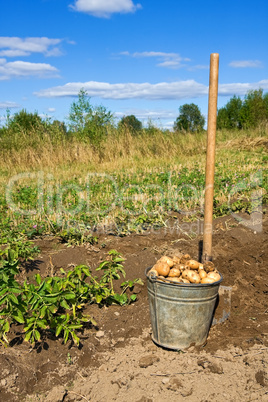 Harvesting potatoes