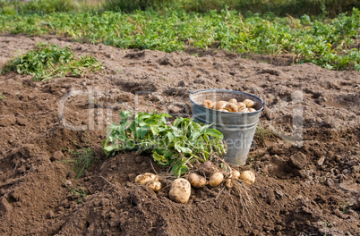 Harvesting potatoes